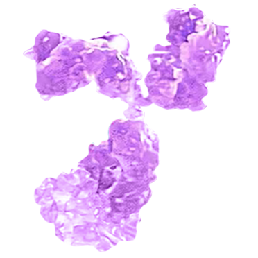 monoclonal antibody